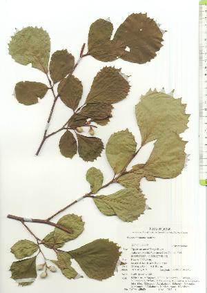  (Styrax shiraiana - TW020629)  @11 [ ] Copyright (2021) Unspecified Forestry and Forest Products Research Institute