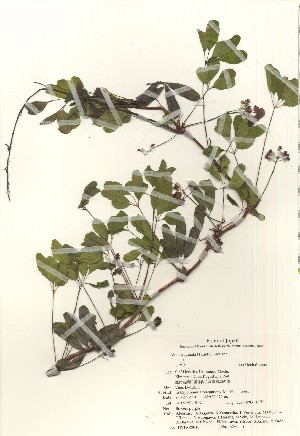  ( - TW020940)  @11 [ ] Copyright (2021) Unspecified Forestry and Forest Products Research Institute