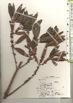  ( - TW020946)  @11 [ ] Copyright (2021) Unspecified Forestry and Forest Products Research Institute