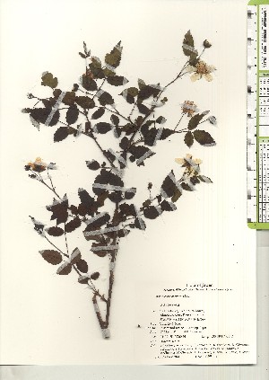  (Rubus croceacanthus - TW020947)  @11 [ ] Copyright (2021) Unspecified Forestry and Forest Products Research Institute