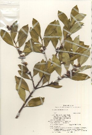  ( - TW020952)  @11 [ ] Copyright (2021) Unspecified Forestry and Forest Products Research Institute