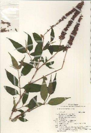  (Buddleja curviflora - TW020957)  @11 [ ] Copyright (2021) Unspecified Forestry and Forest Products Research Institute