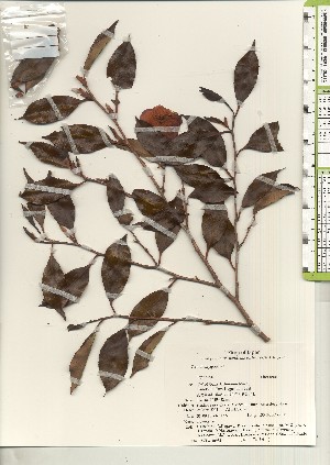  ( - TW020983)  @11 [ ] Copyright (2021) Unspecified Forestry and Forest Products Research Institute