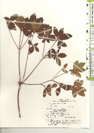  (Rhododendron x obtusum - TW020992)  @11 [ ] Copyright (2021) Unspecified Forestry and Forest Products Research Institute