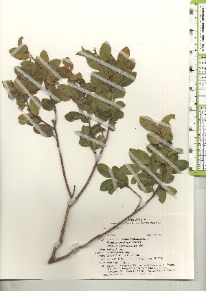  ( - TW021002)  @11 [ ] Copyright (2021) Unspecified Forestry and Forest Products Research Institute