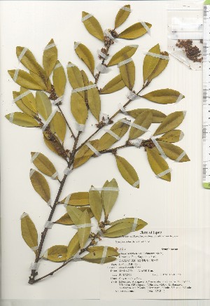  ( - TW021040)  @11 [ ] Copyright (2021) Unspecified Forestry and Forest Products Research Institute