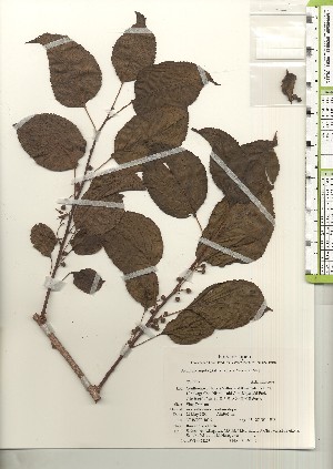  ( - TW021107)  @11 [ ] Copyright (2021) Unspecified Forestry and Forest Products Research Institute