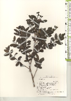  ( - TW021137)  @11 [ ] Copyright (2021) Unspecified Forestry and Forest Products Research Institute