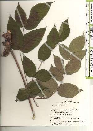  ( - TW021150)  @11 [ ] Copyright (2021) Unspecified Forestry and Forest Products Research Institute