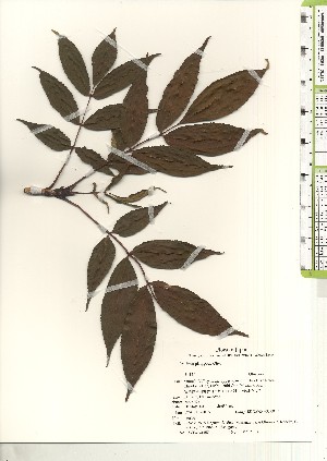  ( - TW021157)  @11 [ ] Copyright (2021) Unspecified Forestry and Forest Products Research Institute