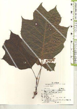  ( - TW021160)  @11 [ ] Copyright (2021) Unspecified Forestry and Forest Products Research Institute