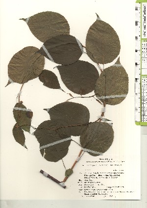  ( - TW021182)  @11 [ ] Copyright (2021) Unspecified Forestry and Forest Products Research Institute