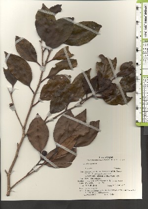  ( - TW021201)  @11 [ ] Copyright (2021) Unspecified Forestry and Forest Products Research Institute
