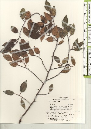 ( - TW021206)  @11 [ ] Copyright (2021) Unspecified Forestry and Forest Products Research Institute