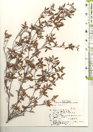  (Rhododendron tosaense - TW021207)  @11 [ ] Copyright (2021) Unspecified Forestry and Forest Products Research Institute