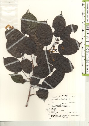  ( - TW021226)  @11 [ ] Copyright (2021) Unspecified Forestry and Forest Products Research Institute