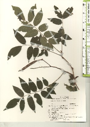  ( - TW021236)  @11 [ ] Copyright (2021) Unspecified Forestry and Forest Products Research Institute