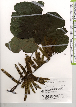  ( - TW021338)  @11 [ ] Copyright (2021) Unspecified Forestry and Forest Products Research Institute