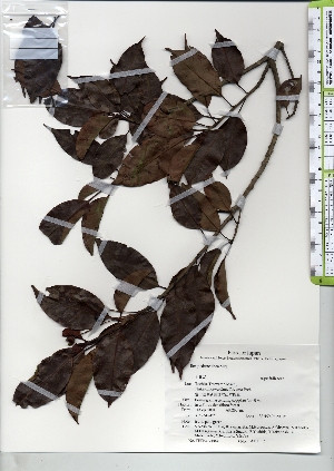  ( - TW021367)  @11 [ ] Copyright (2021) Unspecified Forestry and Forest Products Research Institute