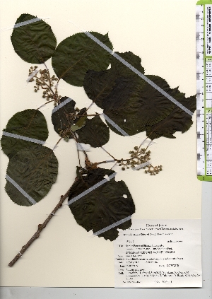  ( - TW021523)  @11 [ ] Copyright (2021) Unspecified Forestry and Forest Products Research Institute