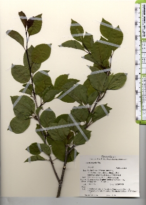  ( - TW021555)  @11 [ ] Copyright (2021) Unspecified Forestry and Forest Products Research Institute