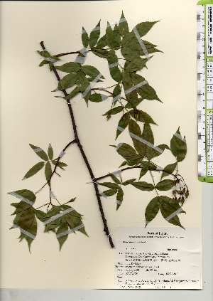  ( - TW021631)  @11 [ ] Copyright (2021) Unspecified Forestry and Forest Products Research Institute