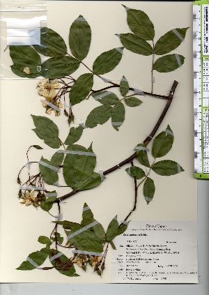  ( - TW021637)  @11 [ ] Copyright (2021) Unspecified Forestry and Forest Products Research Institute