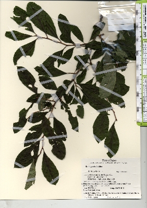  (Ilex nipponica - TW021889)  @11 [ ] Copyright (2021) Unspecified Forestry and Forest Products Research Institute