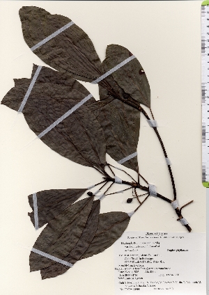  ( - TW021908)  @11 [ ] Copyright (2021) Unspecified Forestry and Forest Products Research Institute