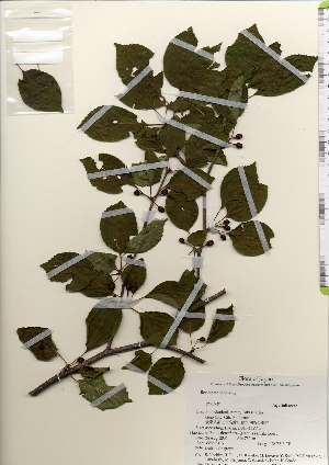  ( - TW021918)  @11 [ ] Copyright (2021) Unspecified Forestry and Forest Products Research Institute