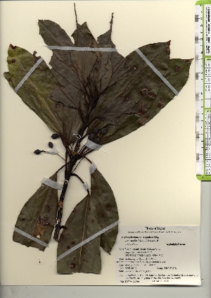  ( - TW021930)  @11 [ ] Copyright (2021) Unspecified Forestry and Forest Products Research Institute