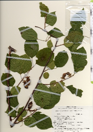  ( - TW021947)  @11 [ ] Copyright (2021) Unspecified Forestry and Forest Products Research Institute