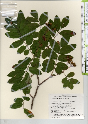  (Sorbus gracilis - TW021983)  @11 [ ] Copyright (2021) Unspecified Forestry and Forest Products Research Institute
