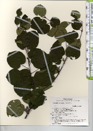  ( - TW022024)  @11 [ ] Copyright (2021) Unspecified Forestry and Forest Products Research Institute