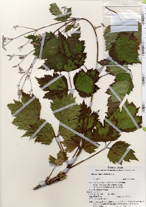  ( - TW022041)  @11 [ ] Copyright (2021) Unspecified Forestry and Forest Products Research Institute