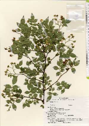  ( - TW022500)  @11 [ ] Copyright (2021) Unspecified Forestry and Forest Products Research Institute