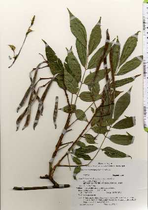  ( - TW022532)  @11 [ ] Copyright (2021) Unspecified Forestry and Forest Products Research Institute