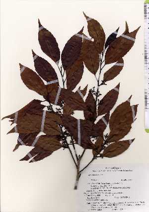  ( - TW022549)  @11 [ ] Copyright (2021) Unspecified Forestry and Forest Products Research Institute