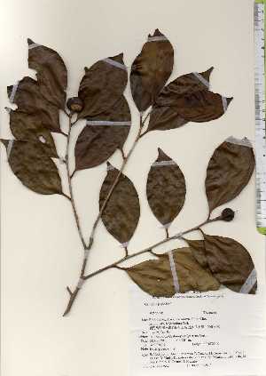  ( - TW022552)  @11 [ ] Copyright (2021) Unspecified Forestry and Forest Products Research Institute