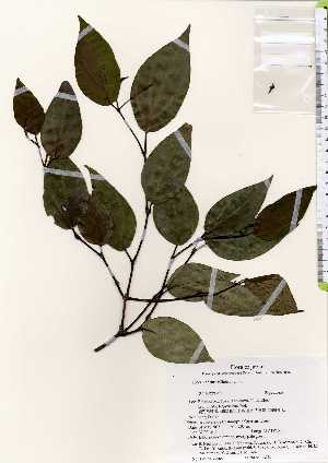  ( - TW022565)  @11 [ ] Copyright (2021) Unspecified Forestry and Forest Products Research Institute