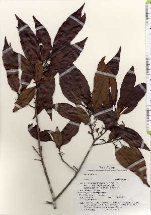  ( - TW022572)  @11 [ ] Copyright (2021) Unspecified Forestry and Forest Products Research Institute