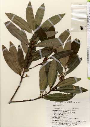  ( - TW022585)  @11 [ ] Copyright (2021) Unspecified Forestry and Forest Products Research Institute