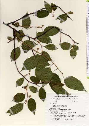  ( - TW022640)  @11 [ ] Copyright (2021) Unspecified Forestry and Forest Products Research Institute