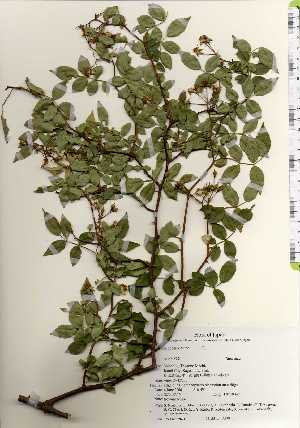  ( - TW022671)  @11 [ ] Copyright (2021) Unspecified Forestry and Forest Products Research Institute