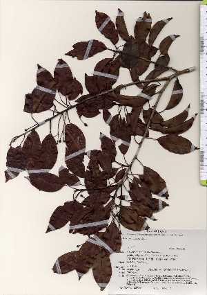  ( - TW022729)  @11 [ ] Copyright (2021) Unspecified Forestry and Forest Products Research Institute