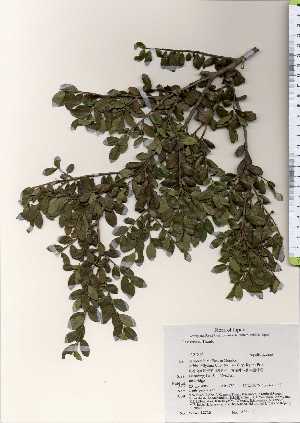  ( - TW022745)  @11 [ ] Copyright (2021) Unspecified Forestry and Forest Products Research Institute