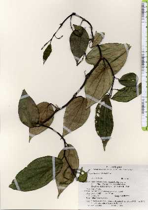  ( - TW023323)  @11 [ ] Copyright (2021) Unspecified Forestry and Forest Products Research Institute
