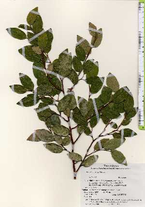  ( - TW023360)  @11 [ ] Copyright (2021) Unspecified Forestry and Forest Products Research Institute