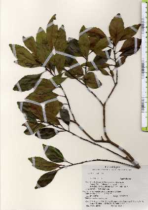  (Ilex liukiuensis - TW023364)  @11 [ ] Copyright (2021) Unspecified Forestry and Forest Products Research Institute