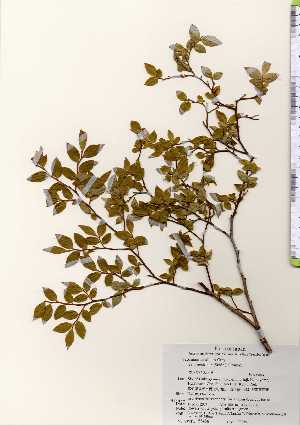  ( - TW023484)  @11 [ ] Copyright (2021) Unspecified Forestry and Forest Products Research Institute